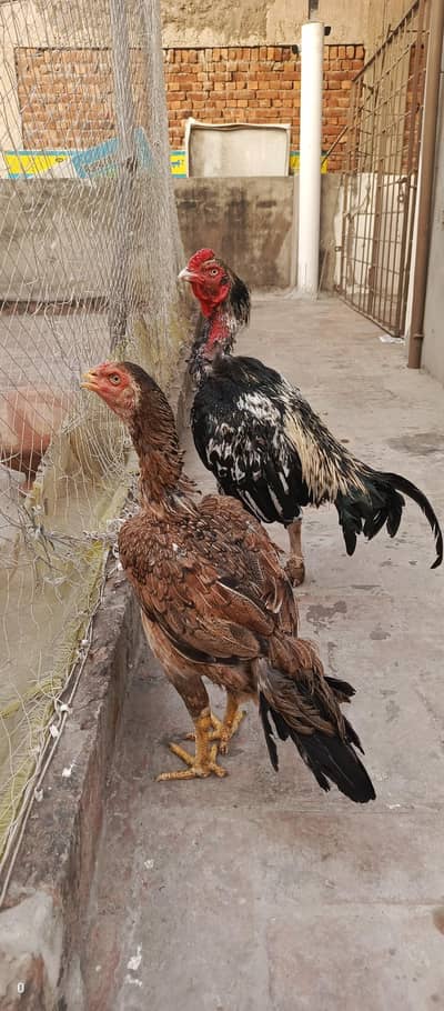 Aseel pair for sale