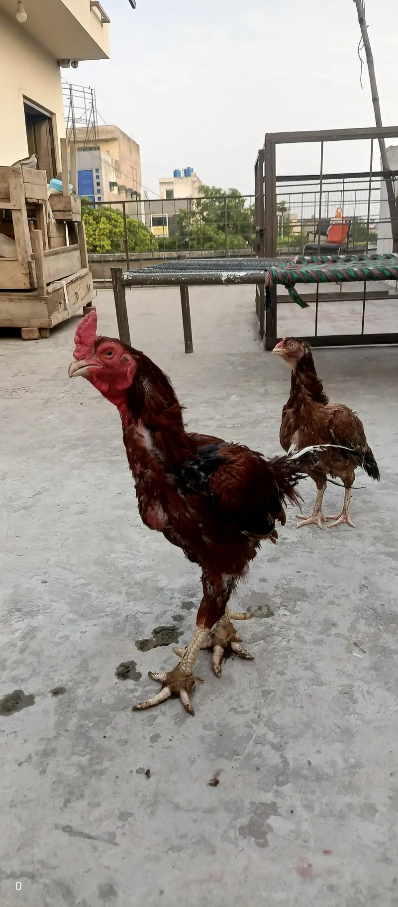 Aseel pair for sale — photo 2