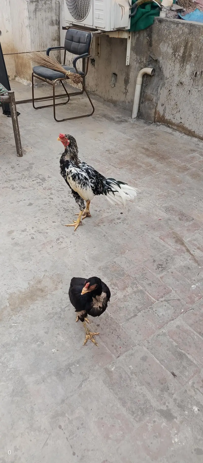 Aseel pair for sale — photo 3