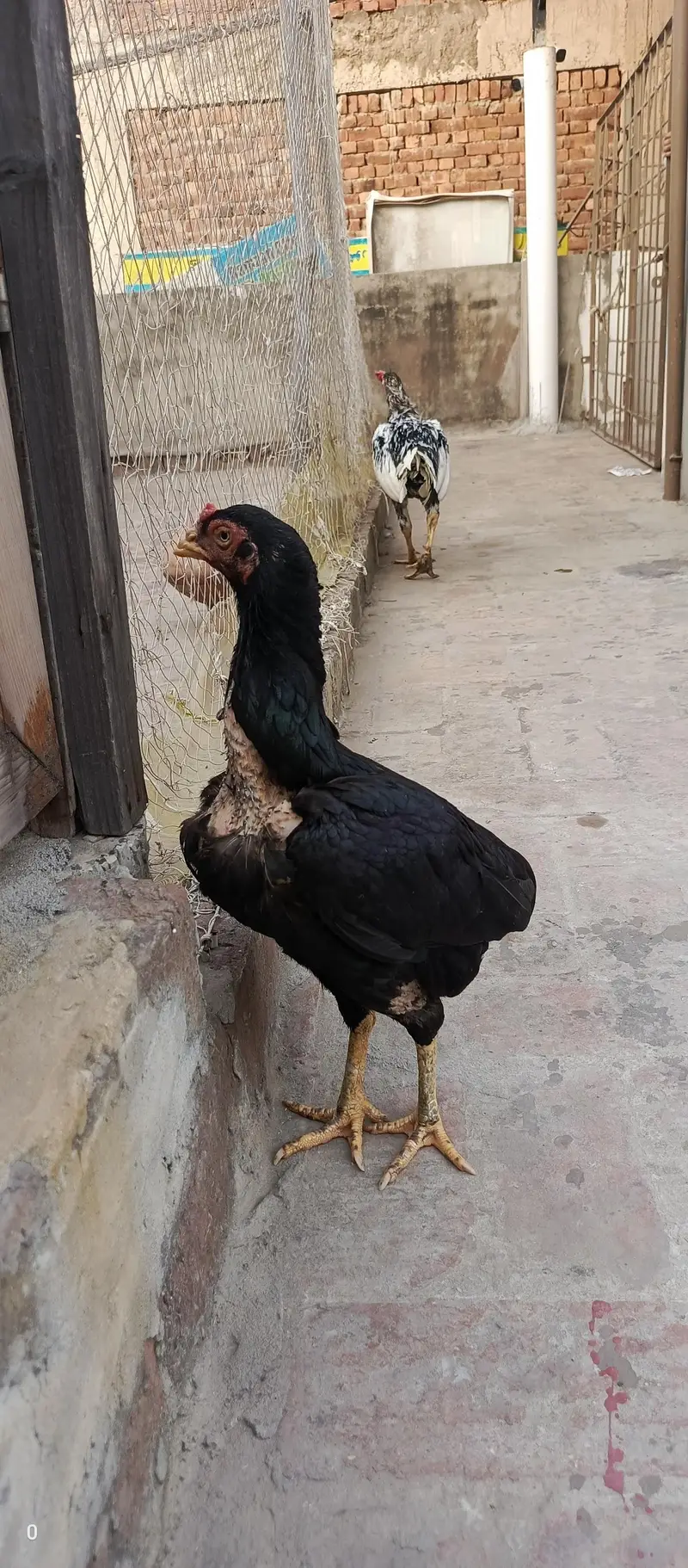 Aseel pair for sale — photo 4