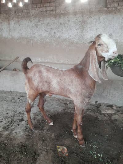 Desi Laylpuri Bakra for sale