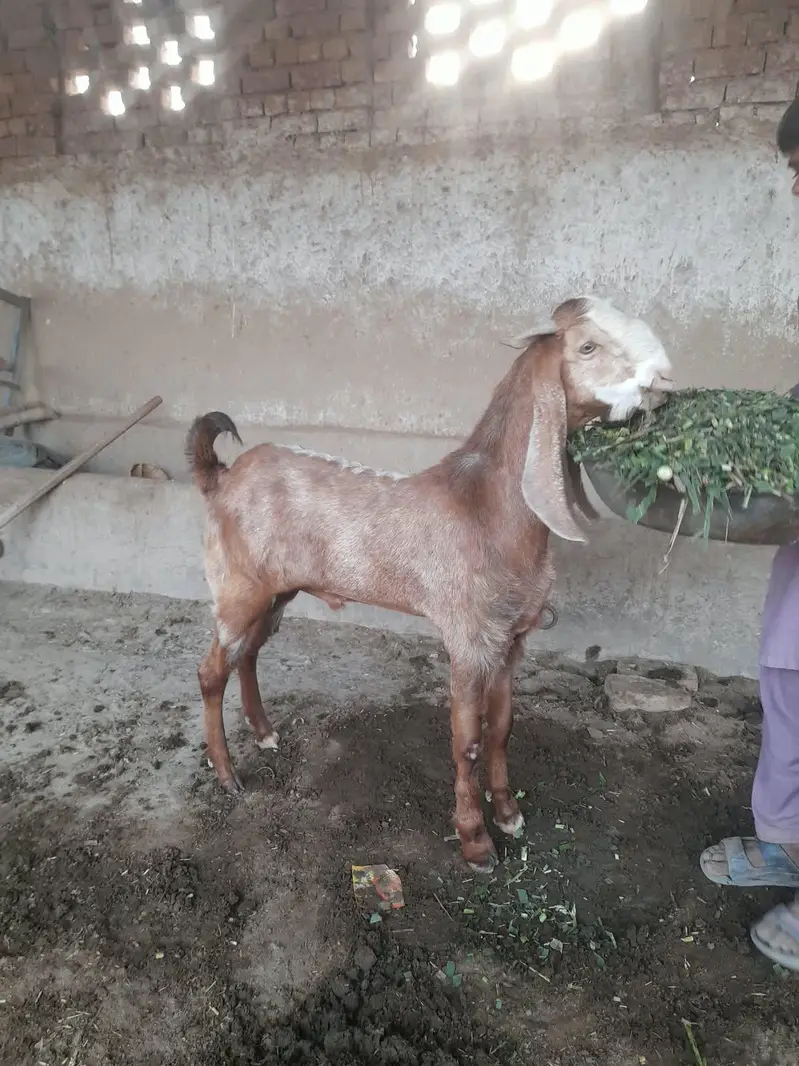 Desi Laylpuri Bakra for sale — photo 2