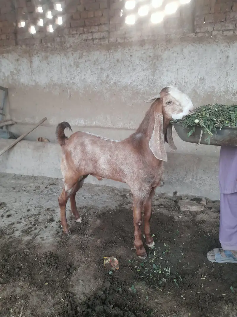 Desi Laylpuri Bakra for sale — photo 3