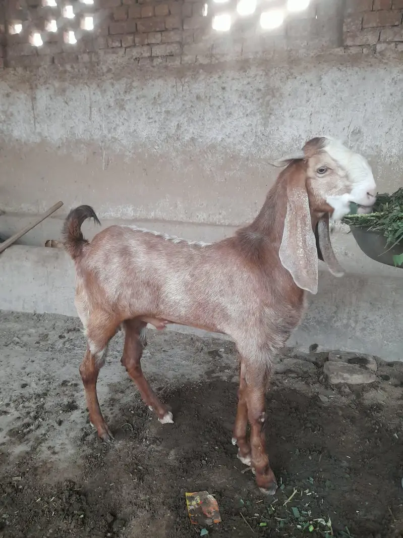 Desi Laylpuri Bakra for sale — photo 4