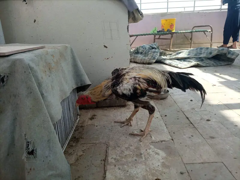 *Aseel For Sale* — photo 4