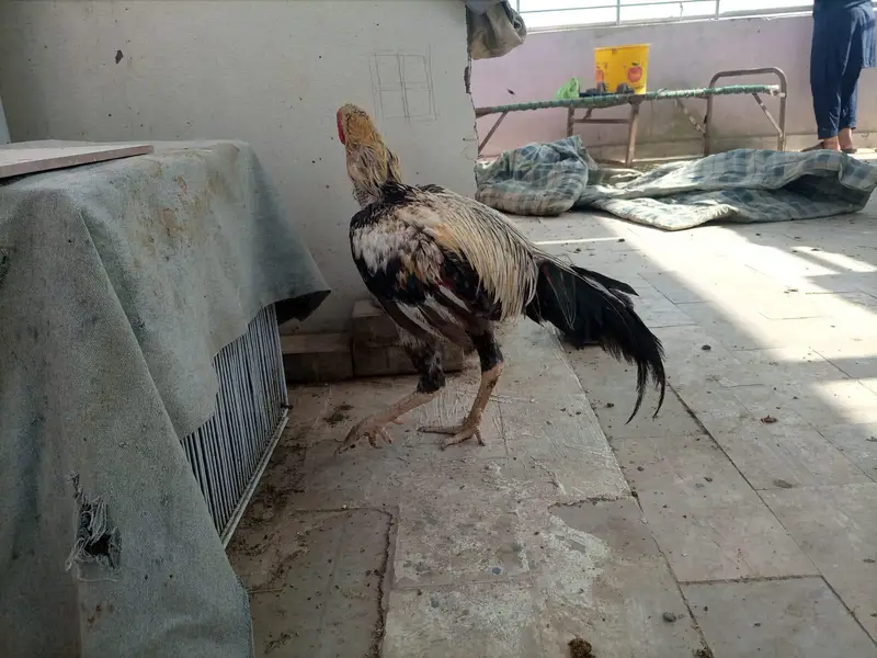 *Aseel For Sale* — photo 5