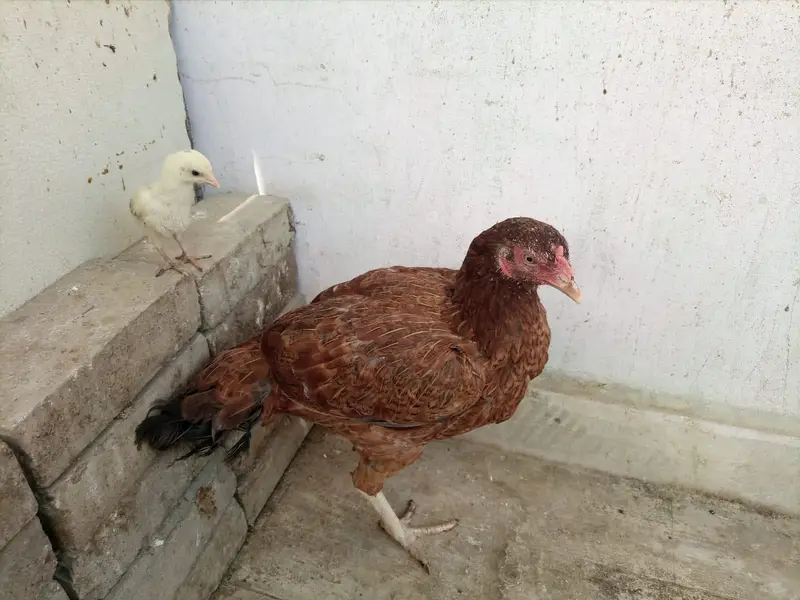 *Aseel For Sale* — photo 7