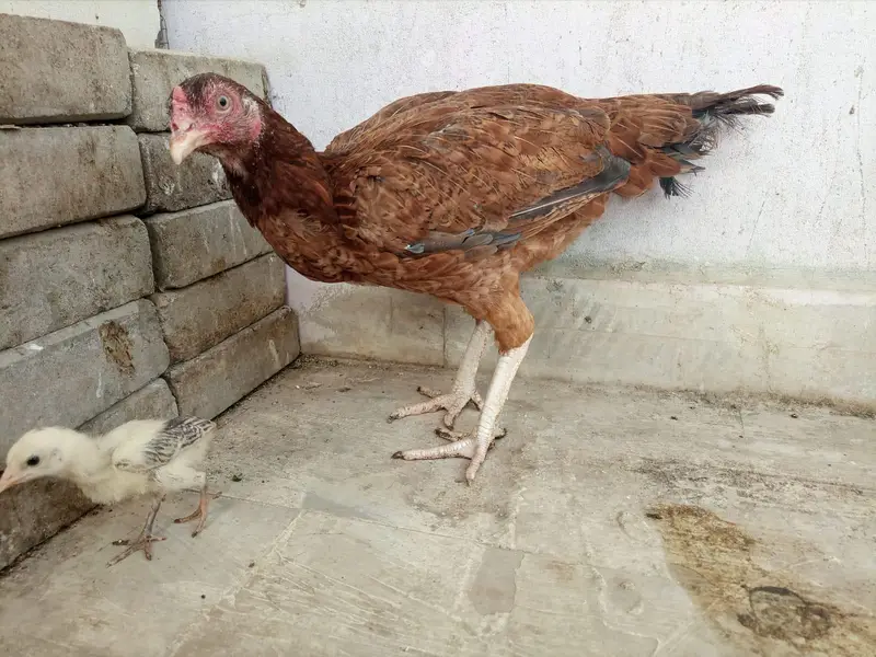 *Aseel For Sale* — photo 8