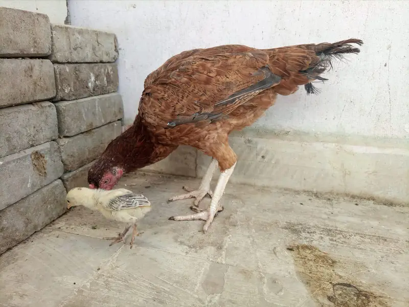 *Aseel For Sale* — photo 9