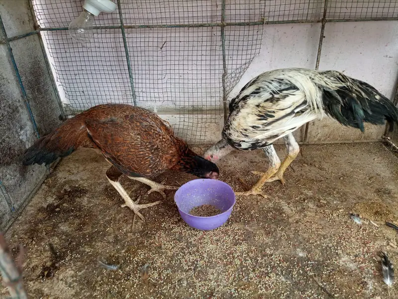 *Aseel For Sale* — photo 10