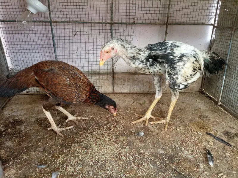*Aseel For Sale* — photo 11