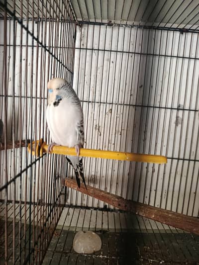 Australian exhibition Rambo for sale