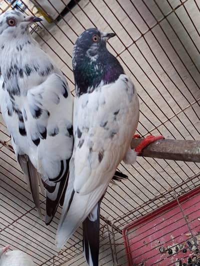 pigeon