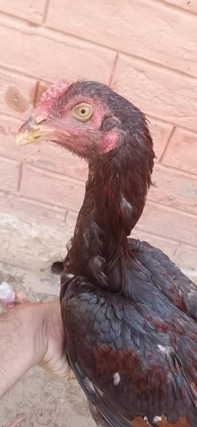 aseel patha zerdum