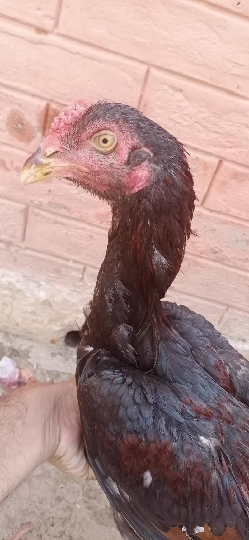 aseel patha zerdum 0