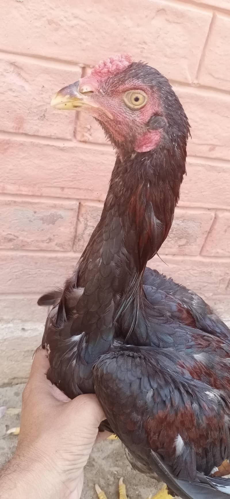 aseel patha zerdum 1