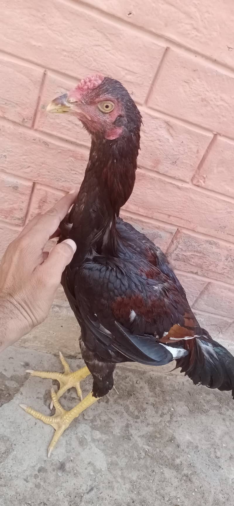 aseel patha zerdum 2