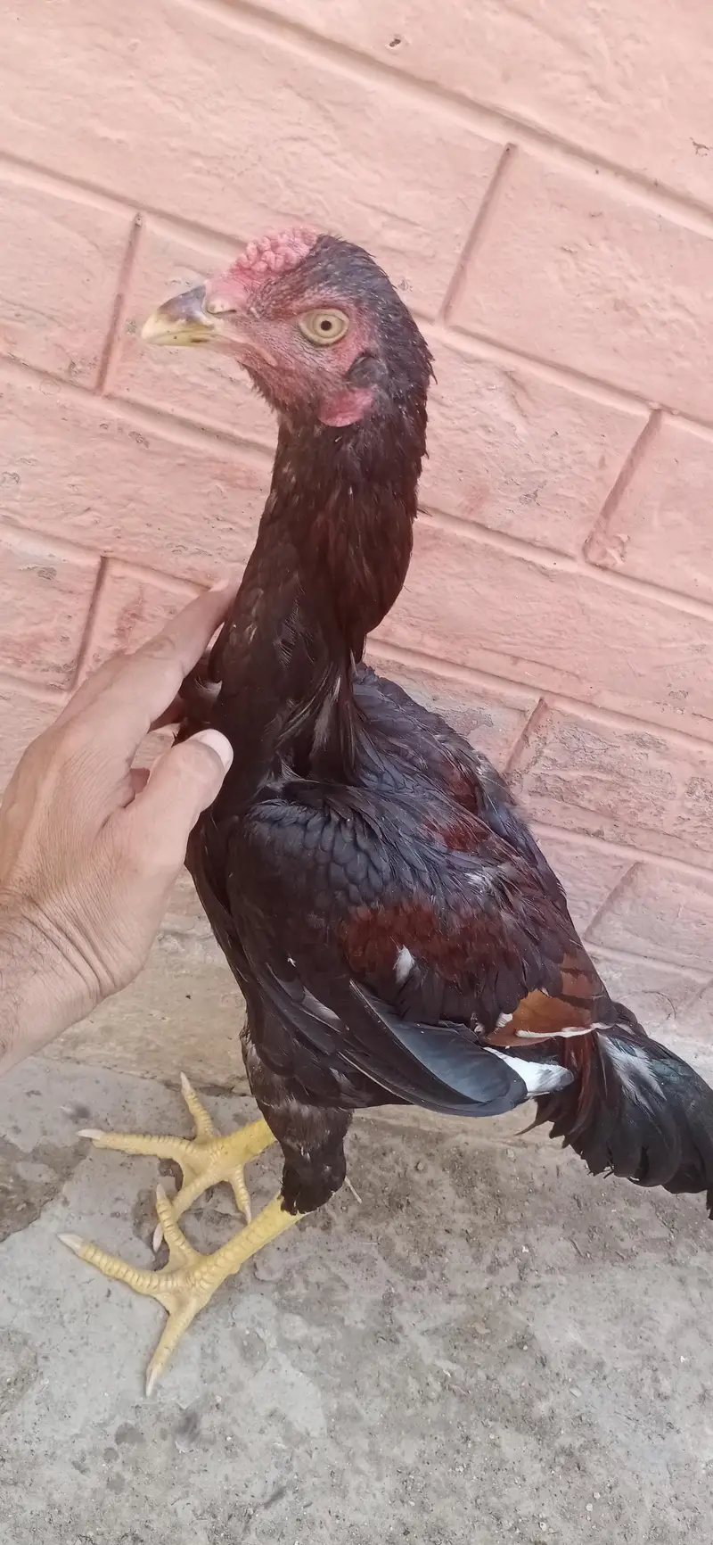 aseel patha zerdum — photo 3