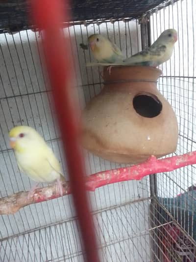 Australian parrot early breed