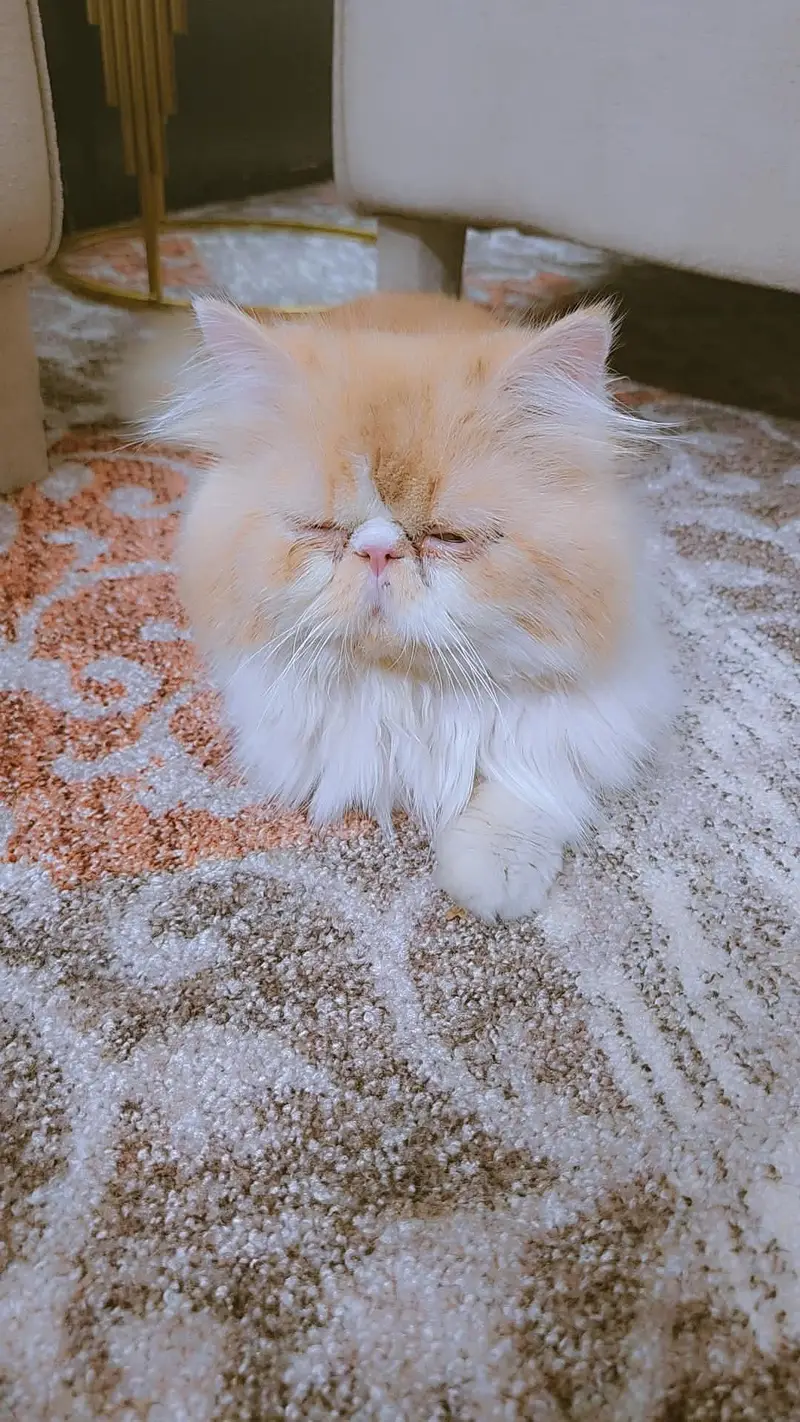 Male Persian Punch Face Car / male cat / extreme punch face cat — photo 2