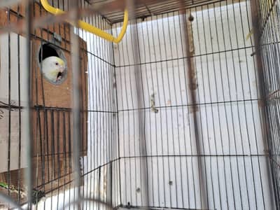 budgies of good quality and 5 love birds 2 pairs and 1 single
