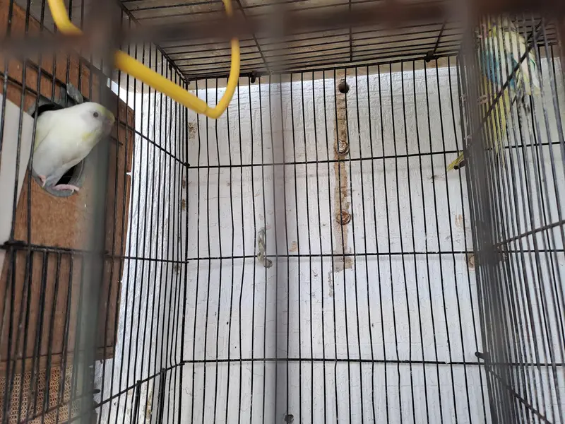 budgies of good quality and 5 love birds 2 pairs and 1 single — photo 2