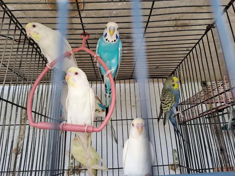 budgies of good quality and 5 love birds 2 pairs and 1 single — photo 3