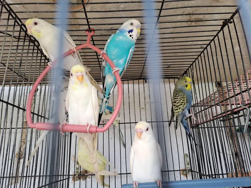 budgies of good quality and 5 love birds 2 pairs and 1 single — photo 4