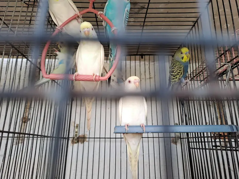 budgies of good quality and 5 love birds 2 pairs and 1 single — photo 5