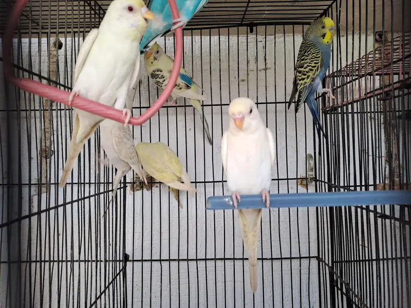 budgies of good quality and 5 love birds 2 pairs and 1 single — photo 6