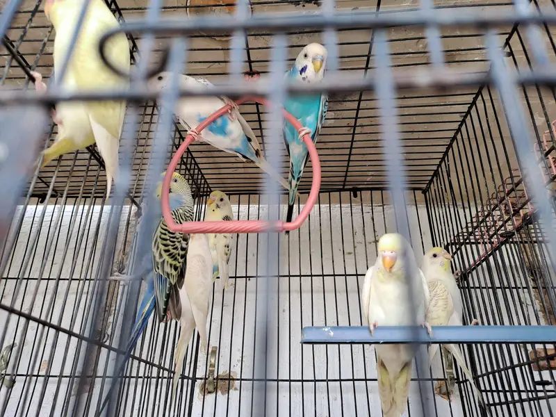 budgies of good quality and 5 love birds 2 pairs and 1 single — photo 7
