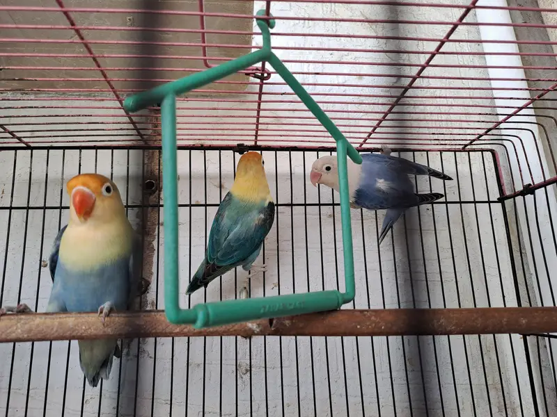 budgies of good quality and 5 love birds 2 pairs and 1 single — photo 8