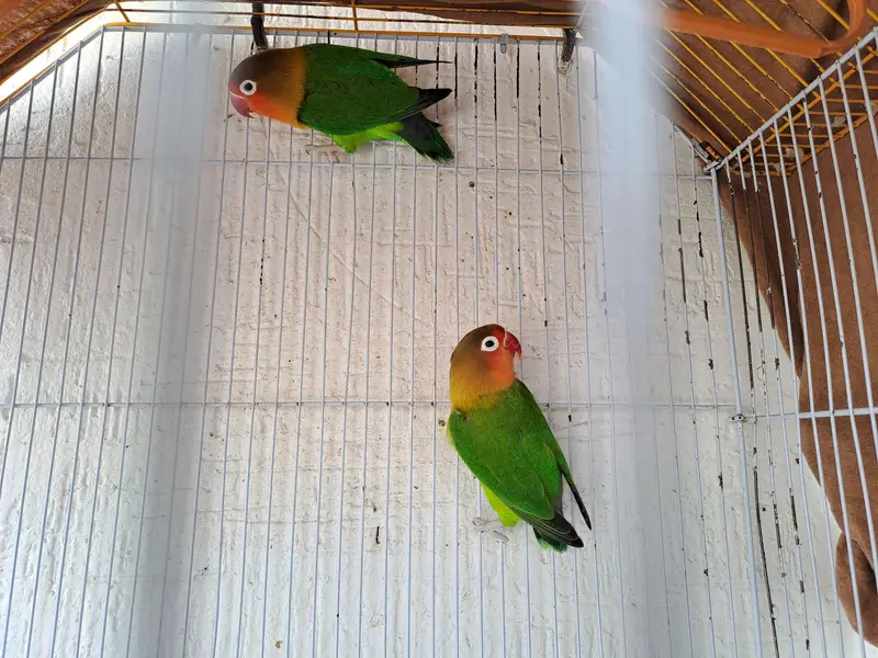 budgies of good quality and 5 love birds 2 pairs and 1 single — photo 9