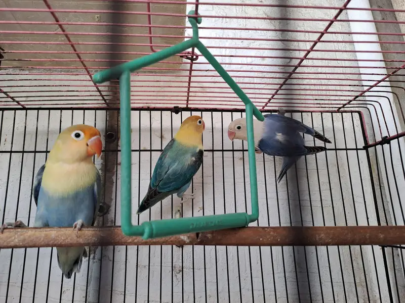 budgies of good quality and 5 love birds 2 pairs and 1 single — photo 10
