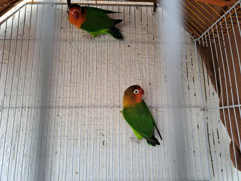 budgies of good quality and 5 love birds 2 pairs and 1 single — photo 11