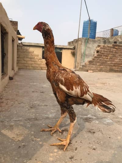 Best quality ka  murgha