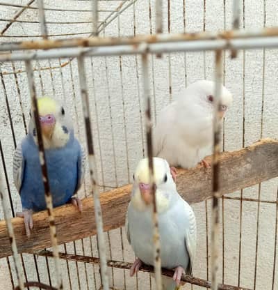 Albino, Cream pied & Grey/Blue spangle Budgie Pathy