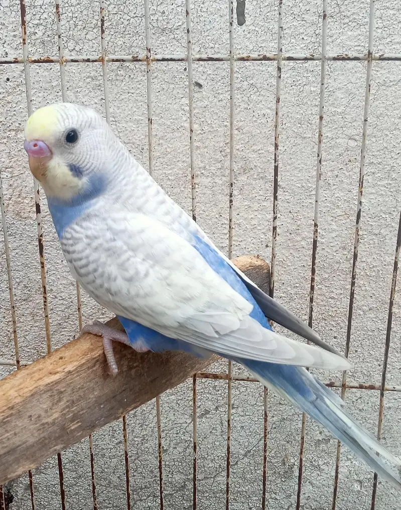 Albino, Cream pied & Grey/Blue spangle Budgie Pathy — photo 2