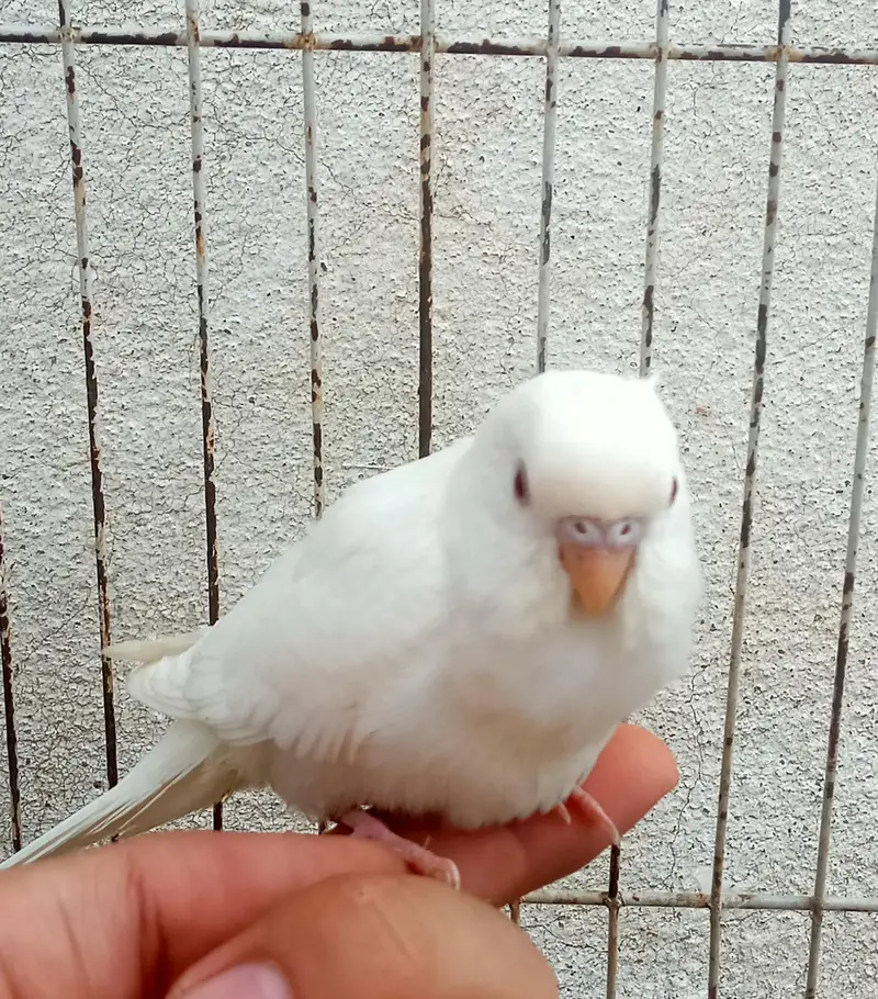 Albino, Cream pied & Grey/Blue spangle Budgie Pathy — photo 3