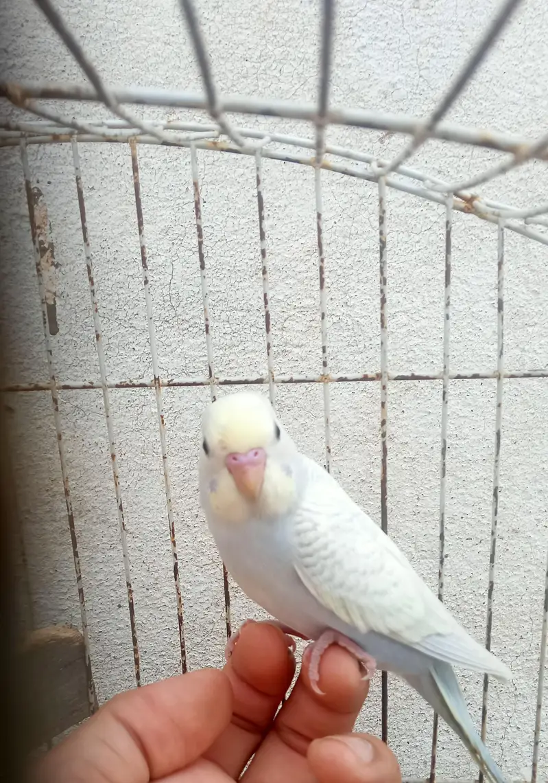 Albino, Cream pied & Grey/Blue spangle Budgie Pathy — photo 4