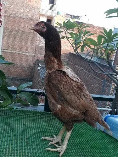 Mian wali Murgi  original quailty breader — photo 2
