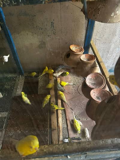 budgies for sale hyderabad