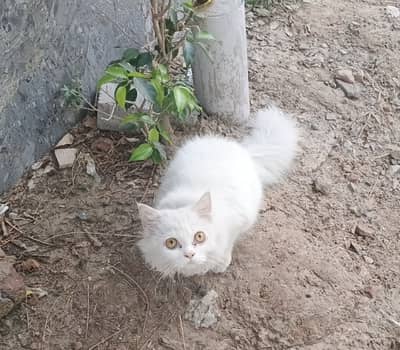 Doll-Face Persian cat pure white