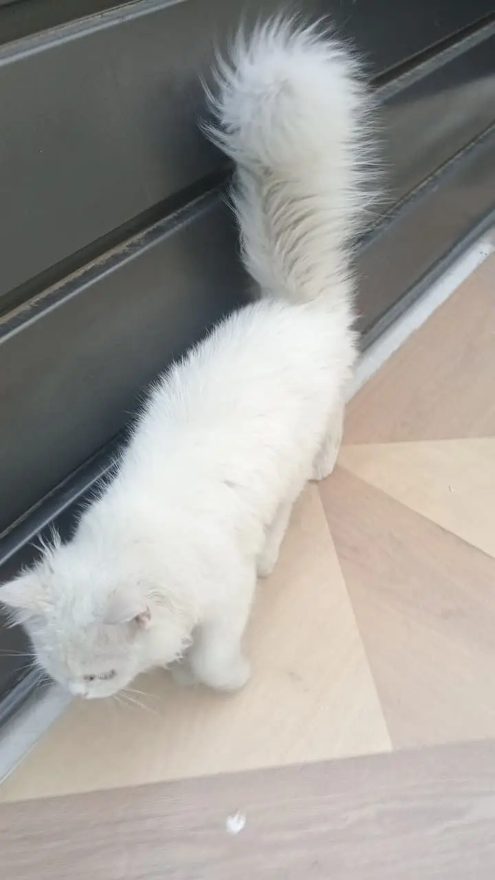 Doll-Face Persian cat pure white — photo 2