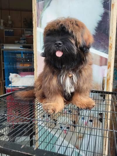 Tibetan Terrier Dog