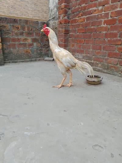 3 female Miawali 1 Male Jawa long hight 3 ft sari female egg de rhi h