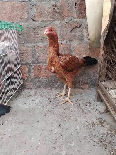 3 female Miawali 1 Male Jawa long hight 3 ft sari female egg de rhi h