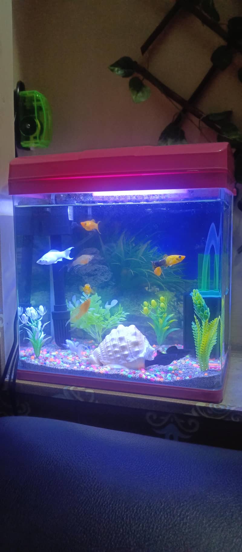 Imported Aquarium 0