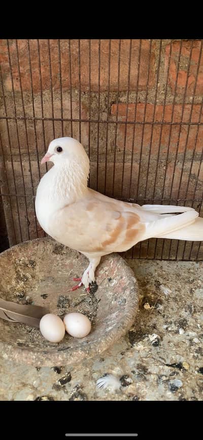 Breeder Pair With 1 Self Chick 2 Eggs