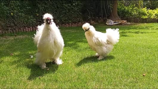 White silky pair